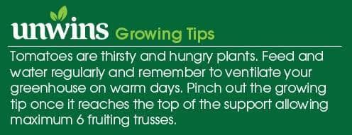 Tomato Alicante Seeds Unwins Growing Tips